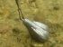 Korda Probe Marker Lead
